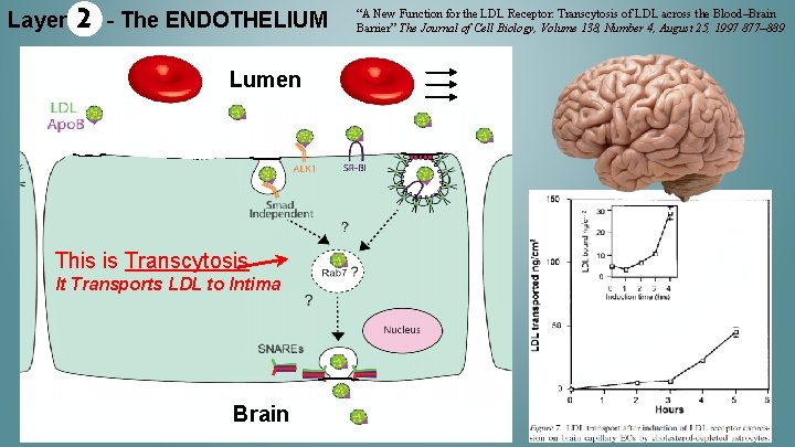 Layer 2 - The ENDOTHELIUM Lumen This is Transcytosis It Transports LDL to Intima