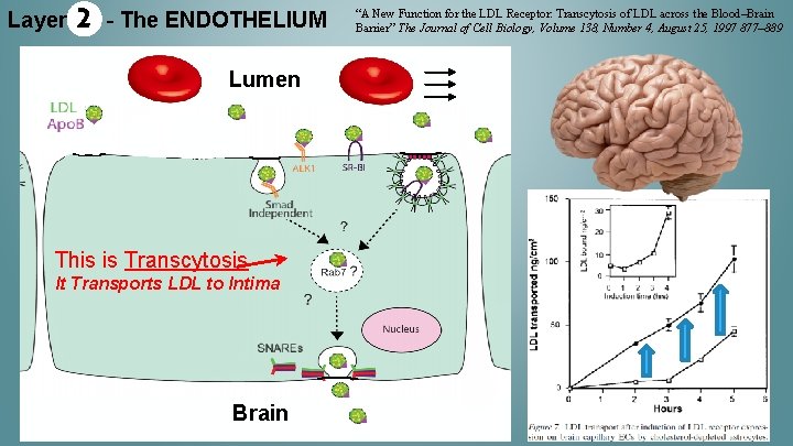 Layer 2 - The ENDOTHELIUM Lumen This is Transcytosis It Transports LDL to Intima