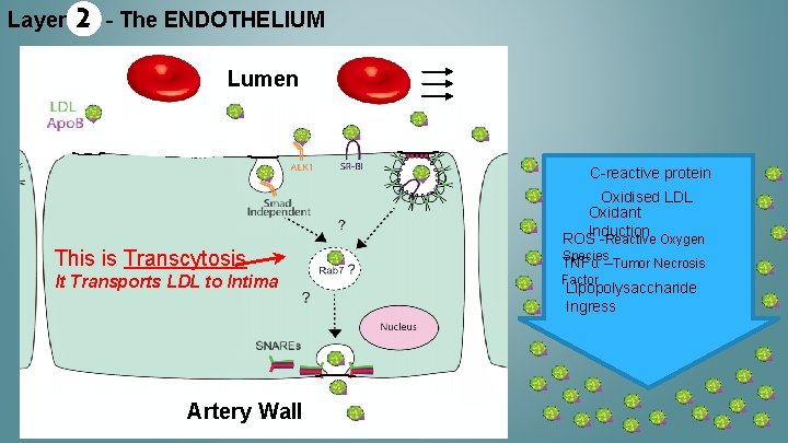 Layer 2 - The ENDOTHELIUM Lumen C-reactive protein Oxidised LDL Oxidant Induction ROS -Reactive