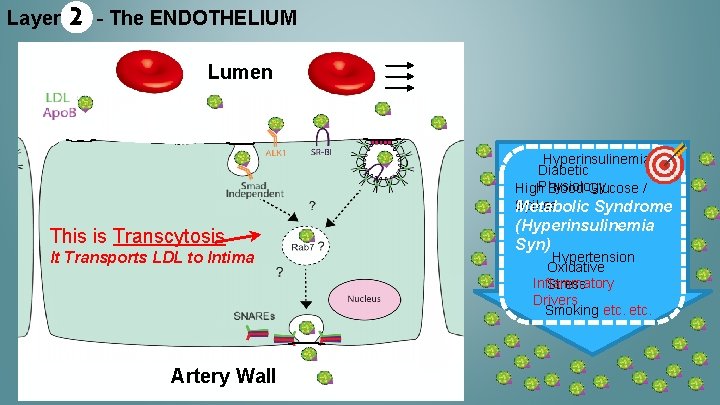 Layer 2 - The ENDOTHELIUM Lumen Hyperinsulinemia Diabetic High. Physiology Blood Glucose / Spikes