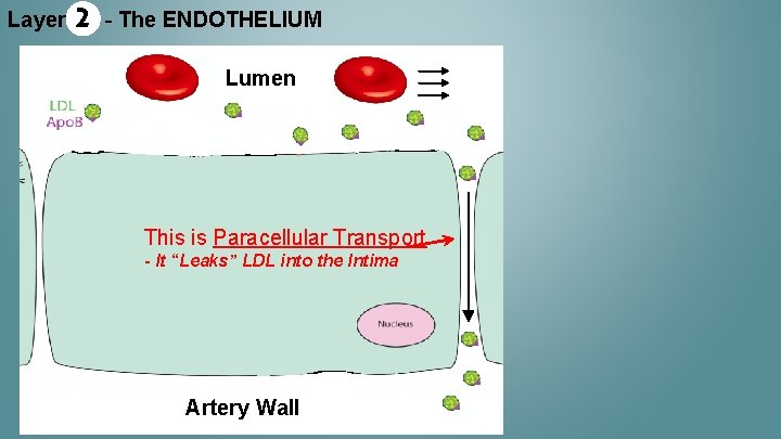 Layer 2 - The ENDOTHELIUM Lumen This is Paracellular Transport - It “Leaks” LDL