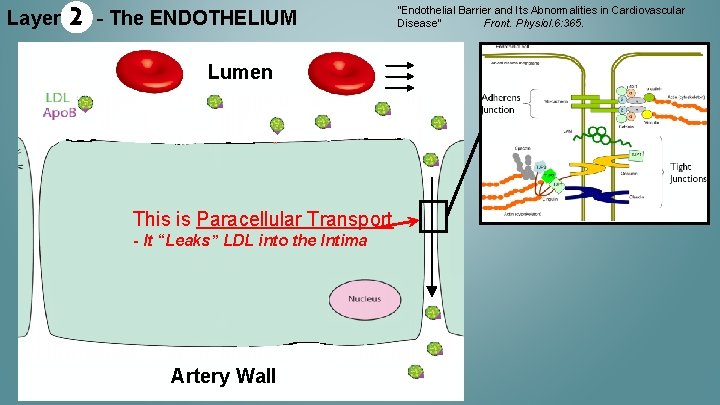 Layer 2 - The ENDOTHELIUM Lumen This is Paracellular Transport - It “Leaks” LDL