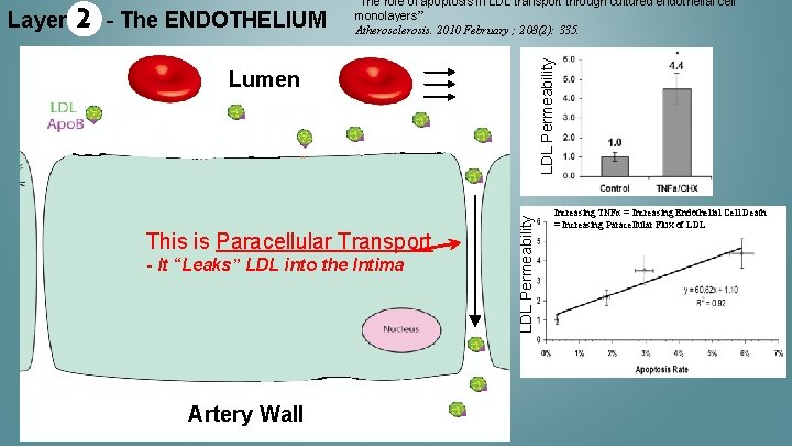 - The ENDOTHELIUM LDL Permeability 2 Lumen This is Paracellular Transport - It “Leaks”