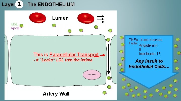 Layer 2 - The ENDOTHELIUM Lumen TNFα –Tumor Necrosis Factor This is Paracellular Transport