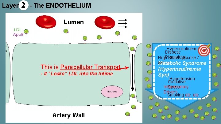 Layer 2 - The ENDOTHELIUM Lumen This is Paracellular Transport - It “Leaks” LDL