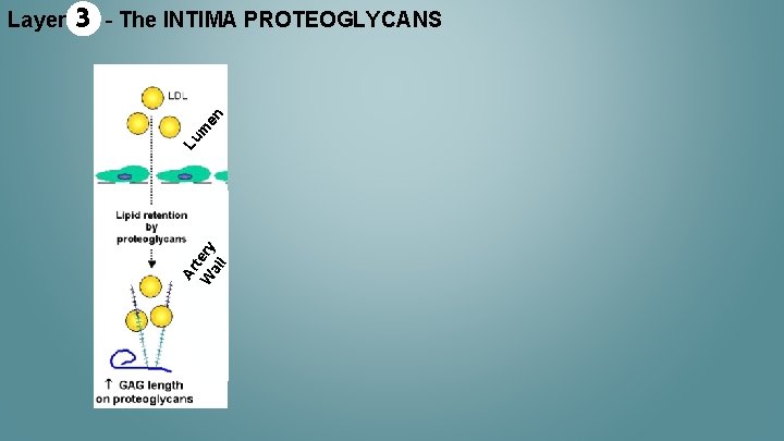 en - The INTIMA PROTEOGLYCANS Lu m 3 Ar t W ery al l