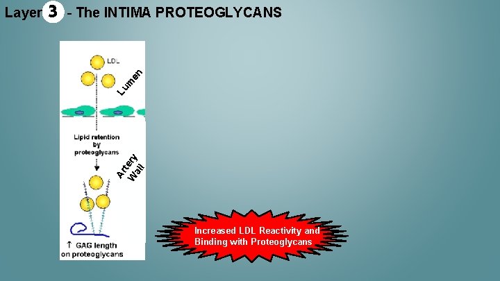 en - The INTIMA PROTEOGLYCANS Lu m 3 Ar t W ery al l