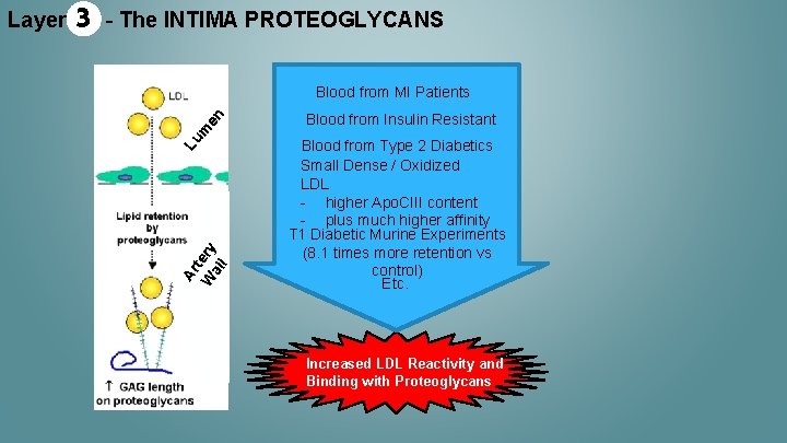- The INTIMA PROTEOGLYCANS en Blood from MI Patients Lu m 3 Ar t