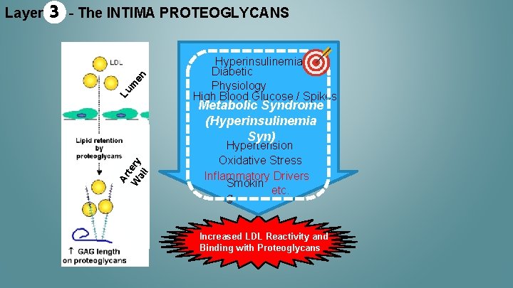 en - The INTIMA PROTEOGLYCANS Lu m 3 Ar t W ery al l