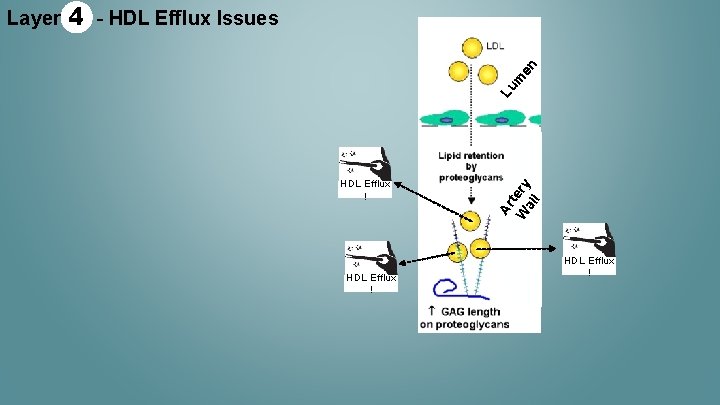 m en - HDL Efflux Issues Lu 4 HDL Efflux ! Ar t W