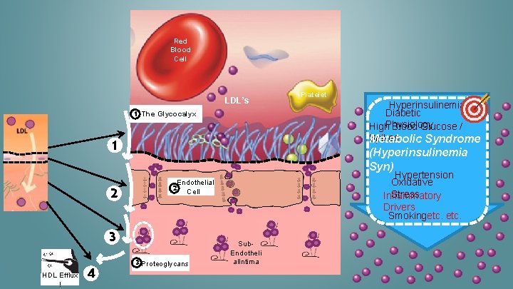 Red Blood Cell LDL’s 1 The Glycocalyx 1 2 4 Hyperinsulinemia Diabetic High. Physiology