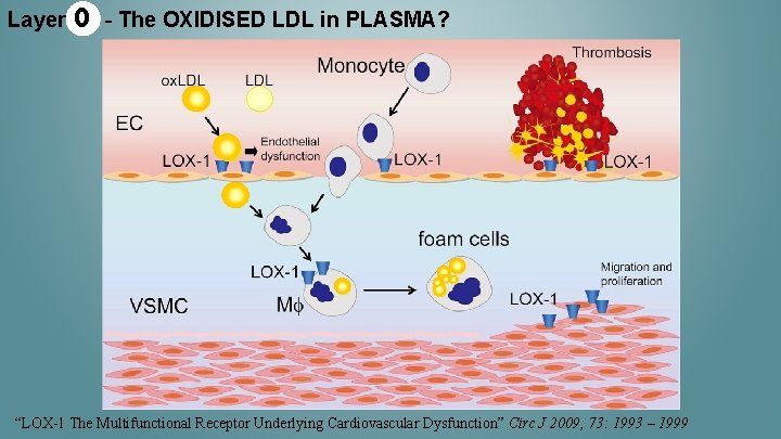 Layer 0 - The OXIDISED LDL in PLASMA? “LOX-1 The Multifunctional Receptor Underlying Cardiovascular