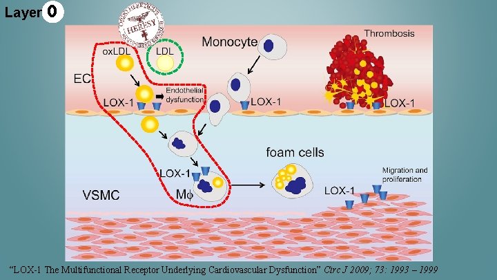 Layer 0 “LOX-1 The Multifunctional Receptor Underlying Cardiovascular Dysfunction” Circ J 2009; 73: 1993