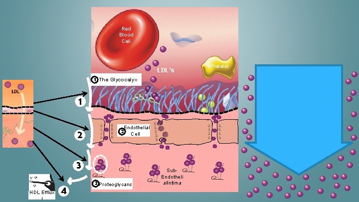 Red Blood Cell LDL’s 1 The Glycocalyx 1 2 2 Endothelial Cell 3 HDL