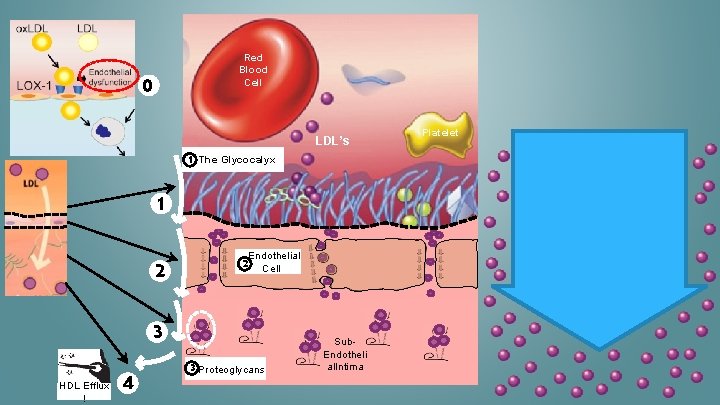 Red Blood Cell 0 LDL’s 1 The Glycocalyx 1 2 2 Endothelial Cell 3