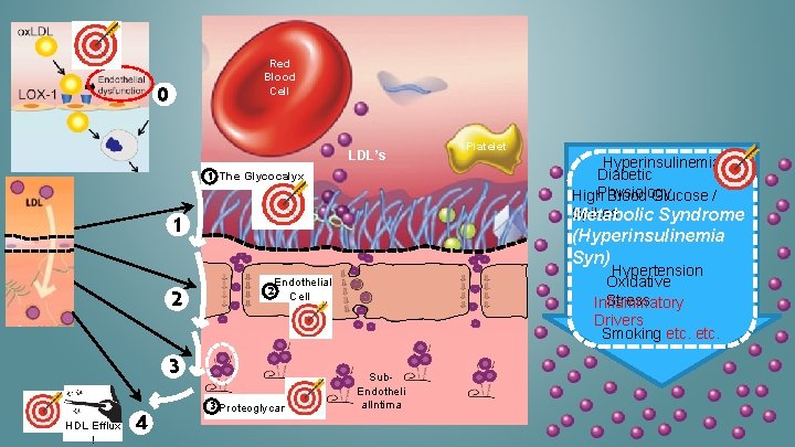 Red Blood Cell 0 LDL’s 1 The Glycocalyx 1 2 4 Hyperinsulinemia Diabetic High.