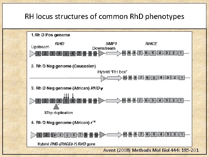 RH locus structures of common Rh. D phenotypes Avent (2008) Methods Mol Biol 444: