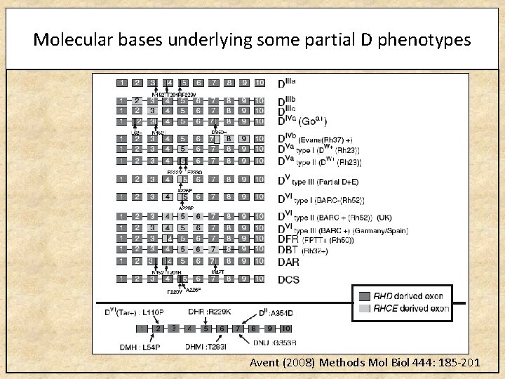Molecular bases underlying some partial D phenotypes Avent (2008) Methods Mol Biol 444: 185