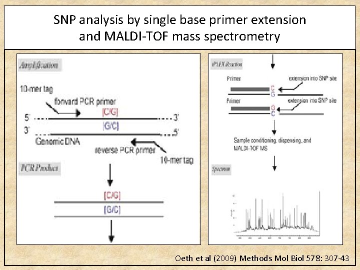 SNP analysis by single base primer extension and MALDI-TOF mass spectrometry Oeth et al