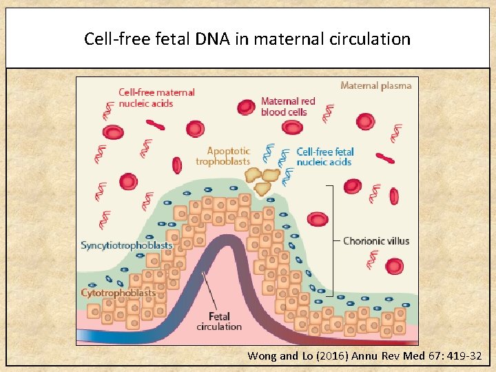 Cell-free fetal DNA in maternal circulation Wong and Lo (2016) Annu Rev Med 67: