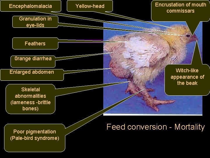 Encephalomalacia Yellow-head Encrustation of mouth commissars Granulation in eye-lids Feathers 0 range diarrhea Enlarged