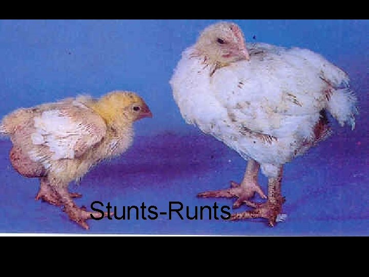 Stunts-Runts 