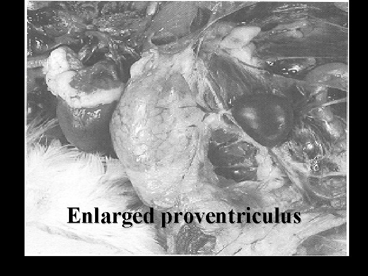 Enlarged proventriculus 