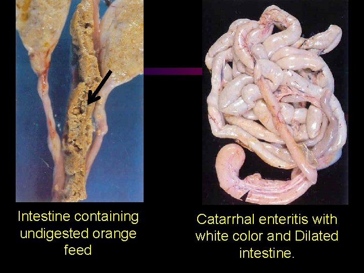 Intestine containing undigested orange feed Catarrhal enteritis with white color and Dilated intestine. 