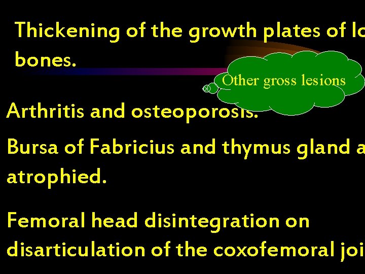 Thickening of the growth plates of lo bones. Other gross lesions Arthritis and osteoporosis.
