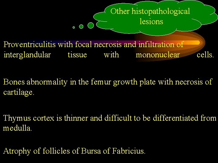 Other histopathological lesions Proventriculitis with focal necrosis and infiltration of interglandular tissue with mononuclear