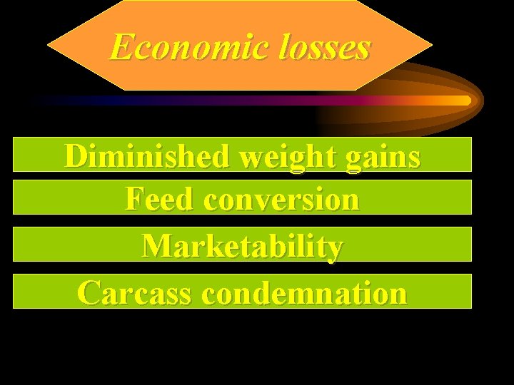 Economic losses Diminished weight gains Feed conversion Marketability Carcass condemnation 