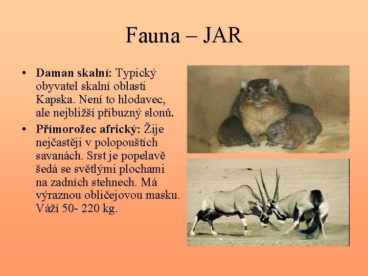 Fauna – JAR • Daman skalní: Typický obyvatel skalní oblasti Kapska. Není to hlodavec,