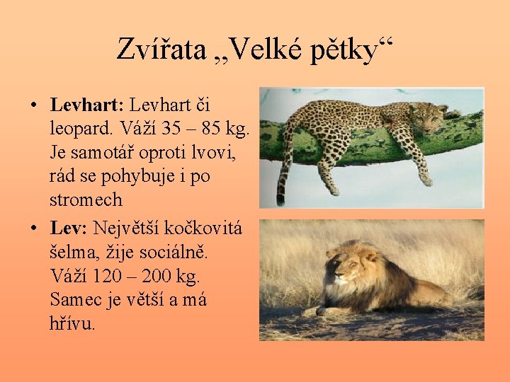 Zvířata „Velké pětky“ • Levhart: Levhart či leopard. Váží 35 – 85 kg. Je
