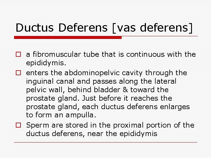 Ductus Deferens [vas deferens] o a fibromuscular tube that is continuous with the epididymis.