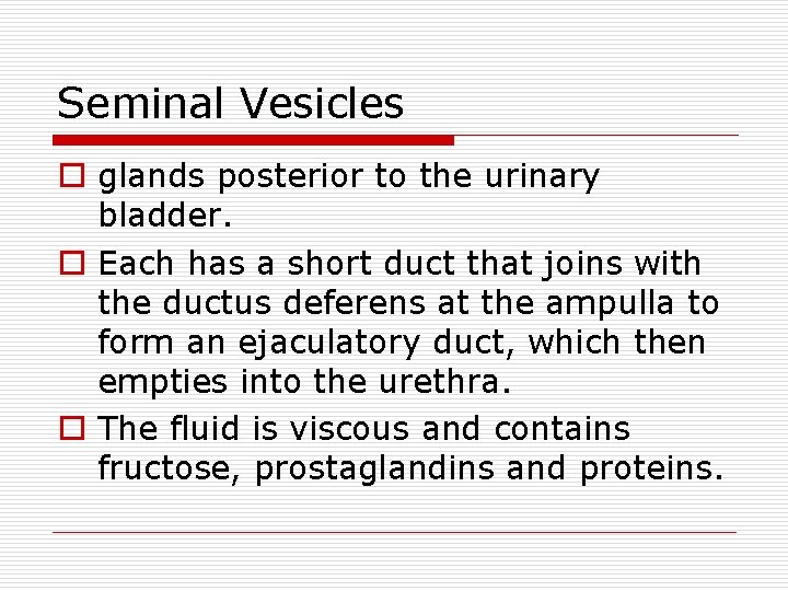 Seminal Vesicles o glands posterior to the urinary bladder. o Each has a short