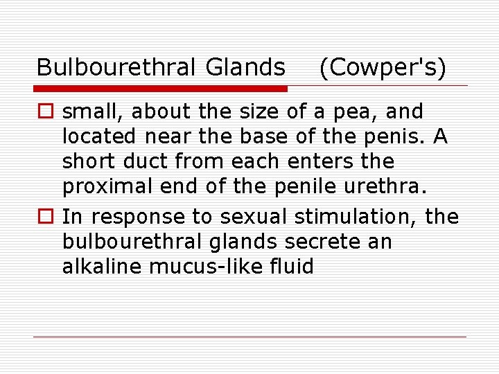 Bulbourethral Glands (Cowper's) o small, about the size of a pea, and located near