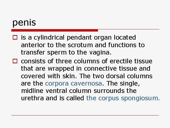 penis o is a cylindrical pendant organ located anterior to the scrotum and functions