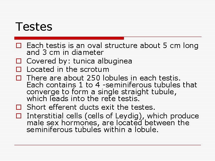 Testes o Each testis is an oval structure about 5 cm long and 3