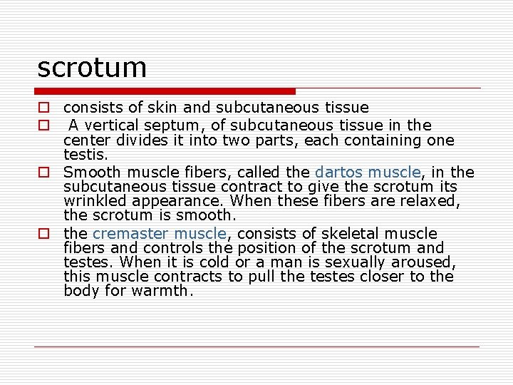 scrotum o consists of skin and subcutaneous tissue o A vertical septum, of subcutaneous