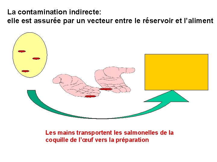 La contamination indirecte: elle est assurée par un vecteur entre le réservoir et l’aliment