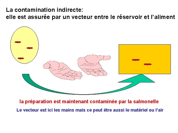 La contamination indirecte: elle est assurée par un vecteur entre le réservoir et l’aliment