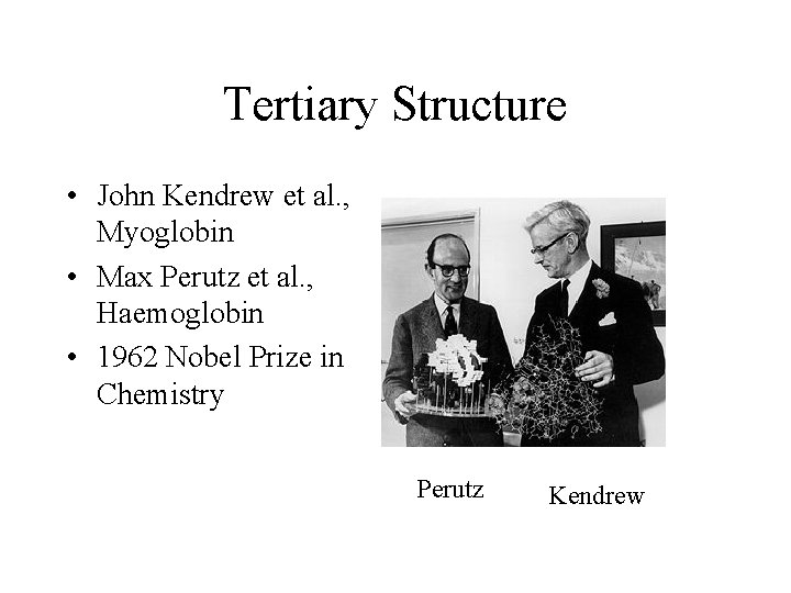 Tertiary Structure • John Kendrew et al. , Myoglobin • Max Perutz et al.