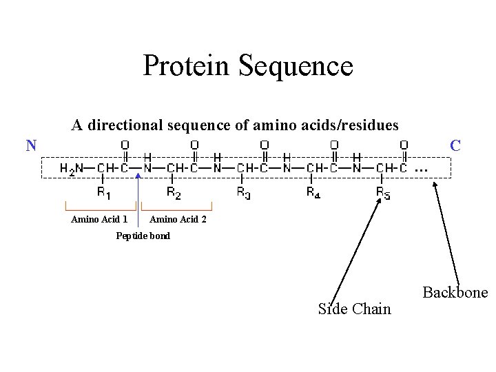 Protein Sequence A directional sequence of amino acids/residues N C … Amino Acid 1