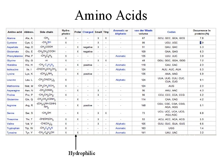 Amino Acids Hydrophilic 