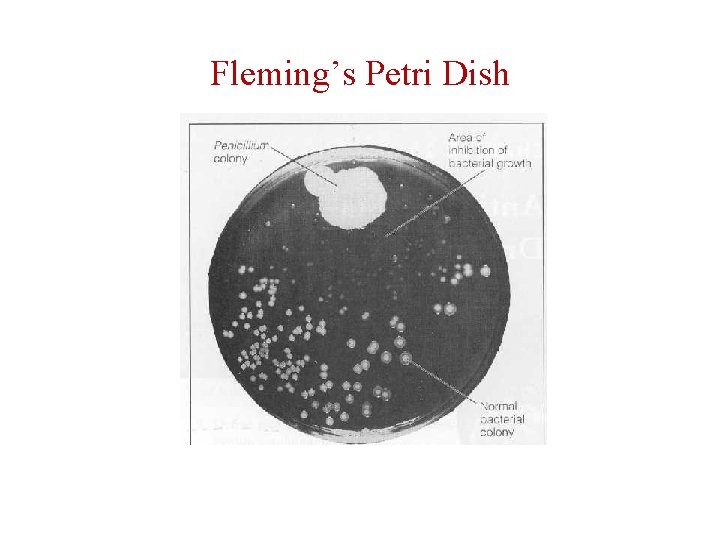 Fleming’s Petri Dish 