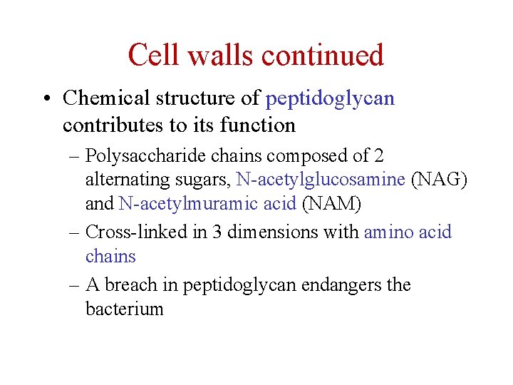 Cell walls continued • Chemical structure of peptidoglycan contributes to its function – Polysaccharide