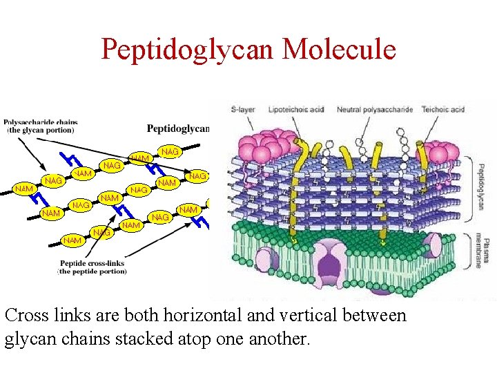Peptidoglycan Molecule Cross links are both horizontal and vertical between glycan chains stacked atop
