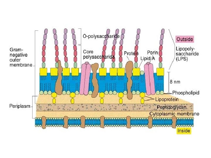 Gram negative cell structure 