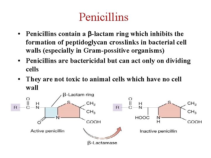 Penicillins • Penicillins contain a b-lactam ring which inhibits the formation of peptidoglycan crosslinks