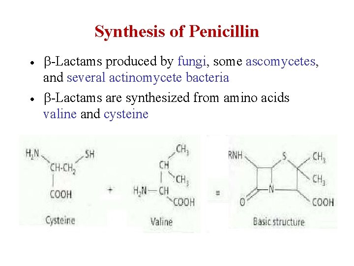 Synthesis of Penicillin · · b-Lactams produced by fungi, some ascomycetes, and several actinomycete
